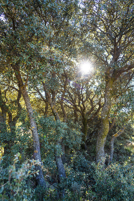 在Alcoy的Carrascal Font Roja在秋天的wi的一个霍尔姆橡树森林